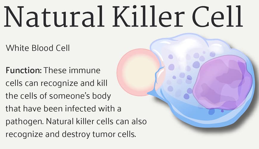 natural killer cell